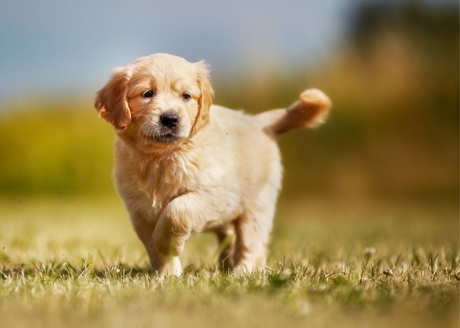 Image of GOLDEN RETRIEVER posted on 2022-03-13 14:06:50 from GOA